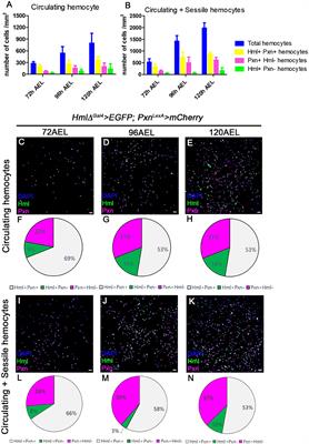 Subpopulation of Macrophage-Like Plasmatocytes Attenuates Systemic Growth via JAK/STAT in the Drosophila Fat Body